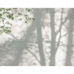 Fototapete Blätter Baum Schatten Weiß Grün 39925-1