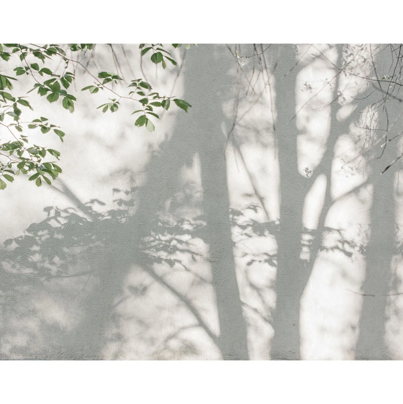 Fototapete Blätter Baum Schatten Weiß Grün 39925-1