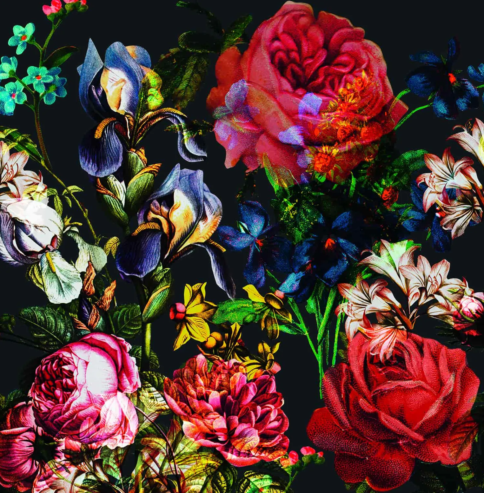 Fototapete Blumen Rosen Floral schwarz bunt Marburg