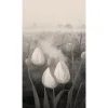 Fototapete Floral Tulpen Nebel Grau Schwarz 2523N-82