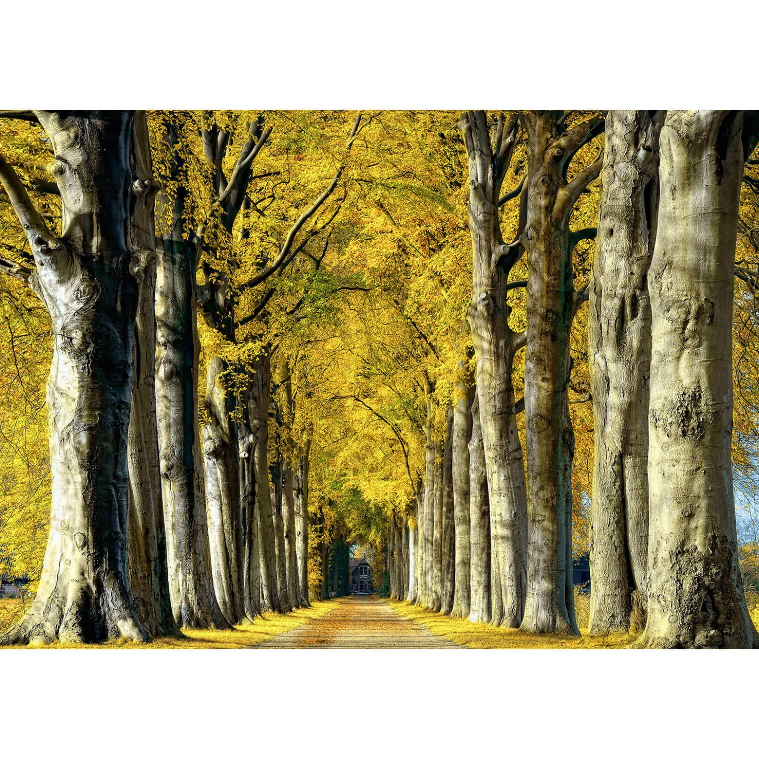 Fototapete Vlies Allee Wald Bäume braun creme
