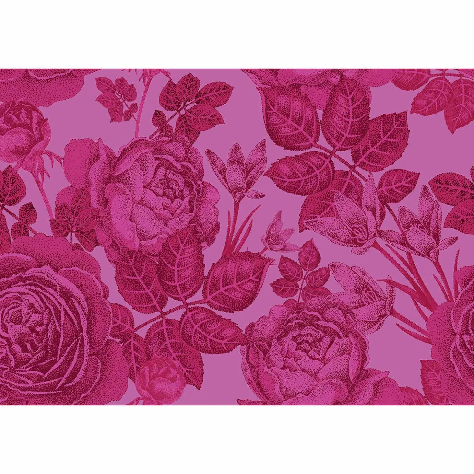 Fototapete Vlies Baccara-Rose Floral pink rot Premium