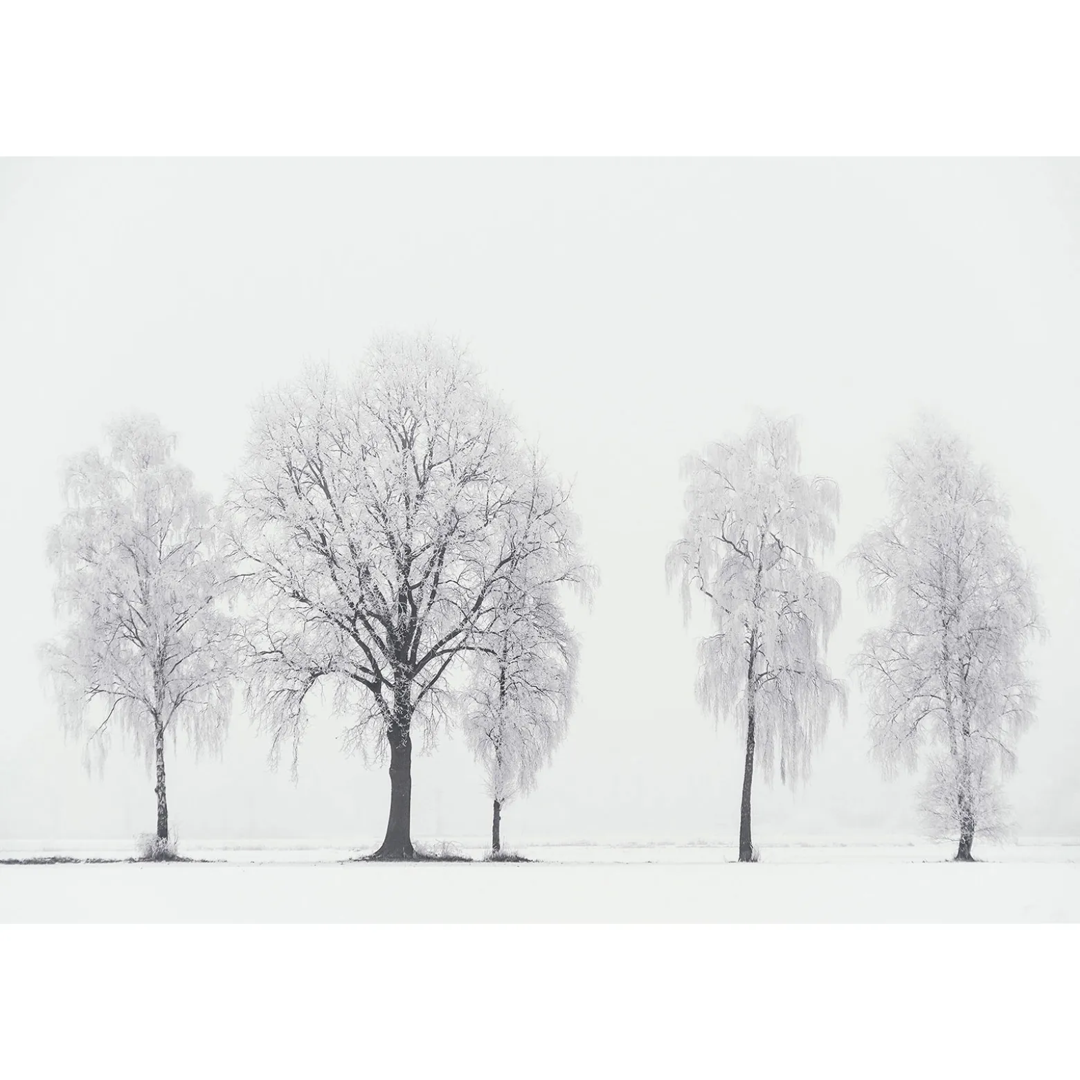 Fototapete Vlies Baume Winter weiß braun
