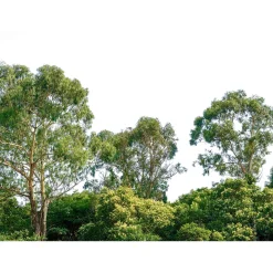 Fototapete Vlies Baum-Krone Wald grün weiß Designwalls