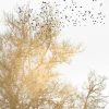 Fototapete Vlies Baum Vögel Natur gold weiß