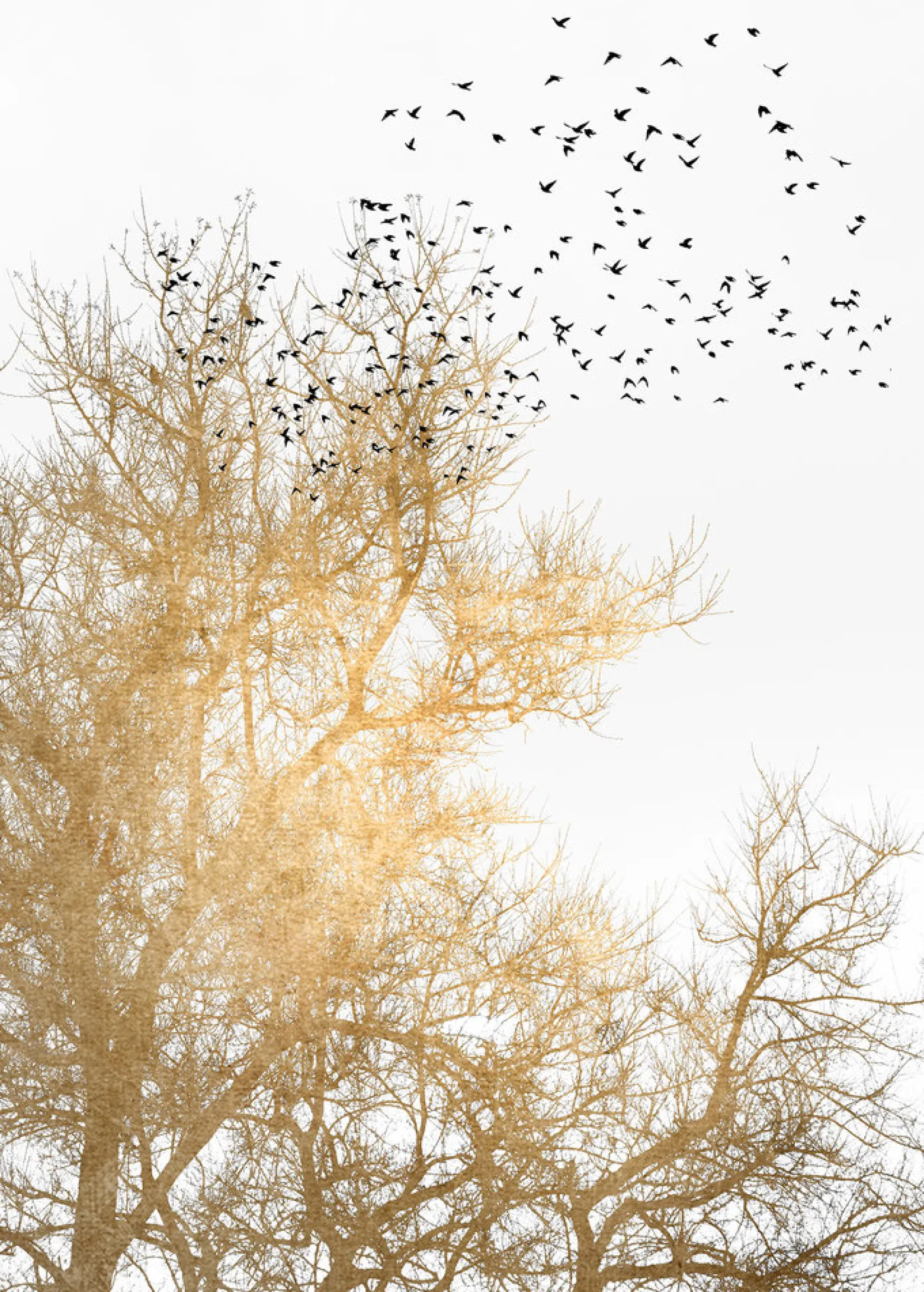 Fototapete Vlies Baum Vögel Natur gold weiß