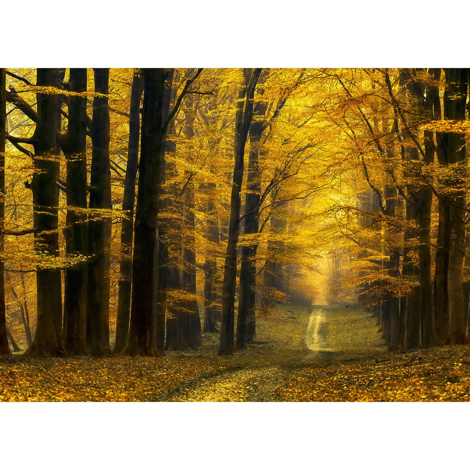 Fototapete Vlies Baum Weg Zauberwald braun gelb