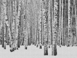 Fototapete Vlies Birken-Stämme Schnee grau 38259-1