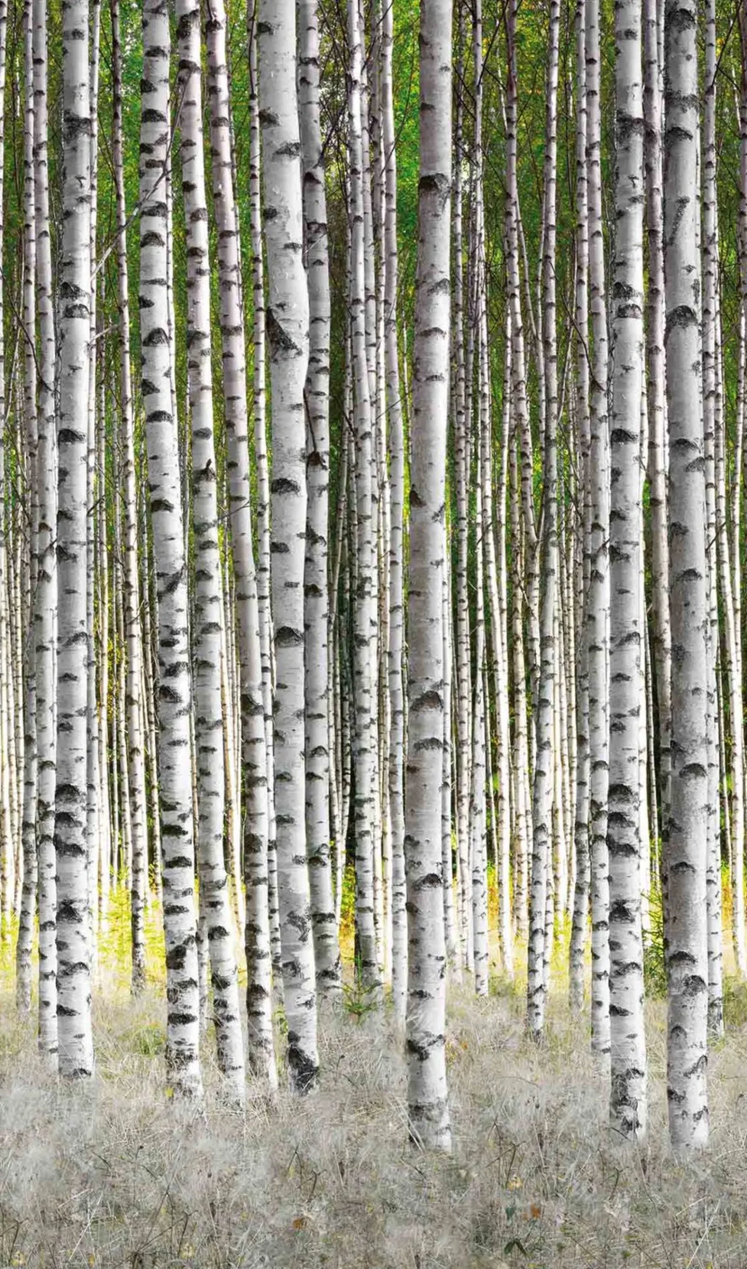 Fototapete Vlies Birken Wald Bäume weiß grau grün 47220