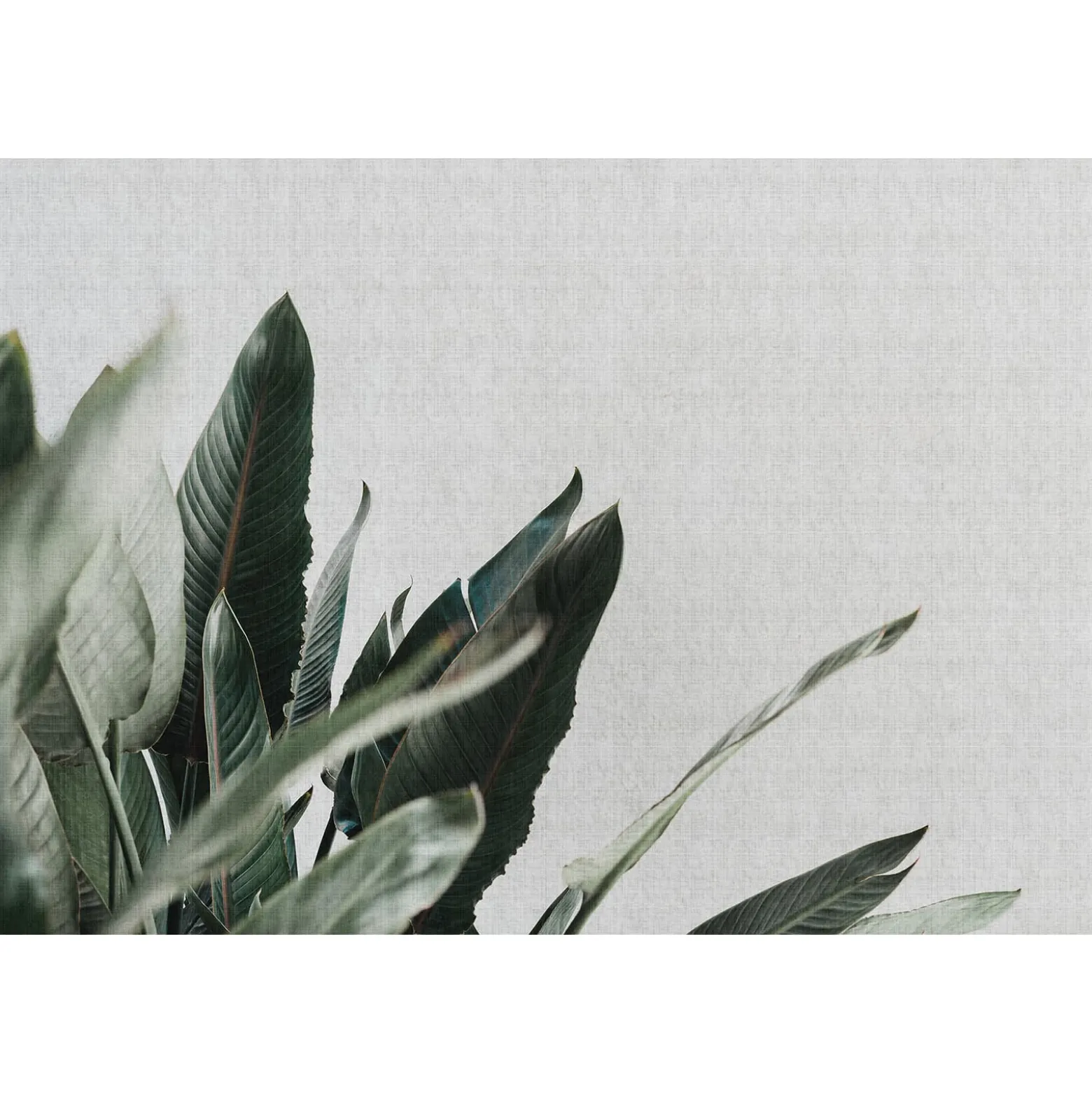Fototapete Vlies Blätter Floral grün grau Premium