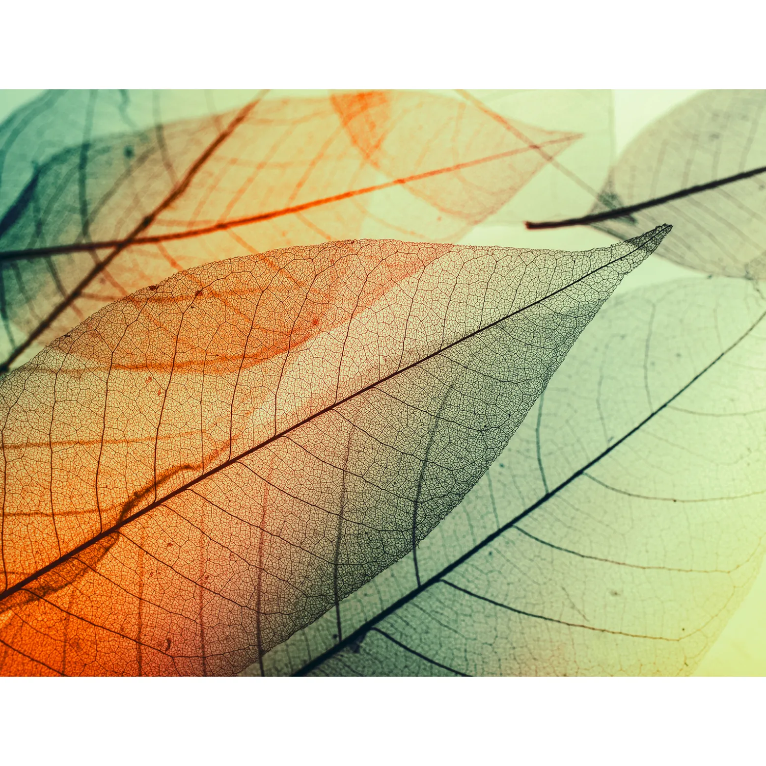 Fototapete Vlies Blätter Licht Herbst orange grün