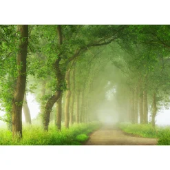 Fototapete Vlies Bäume Nebel Waldweg braun grün