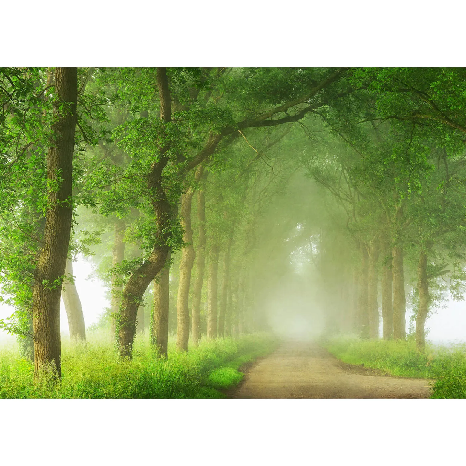 Fototapete Vlies Bäume Nebel Waldweg braun grün