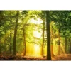 Fototapete Vlies Bäume Waldlichtung grün gelb