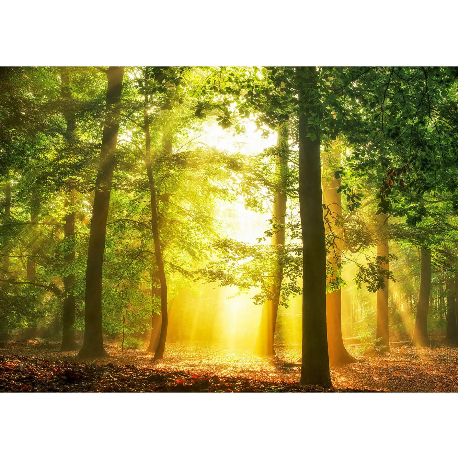 Fototapete Vlies Bäume Waldlichtung grün gelb