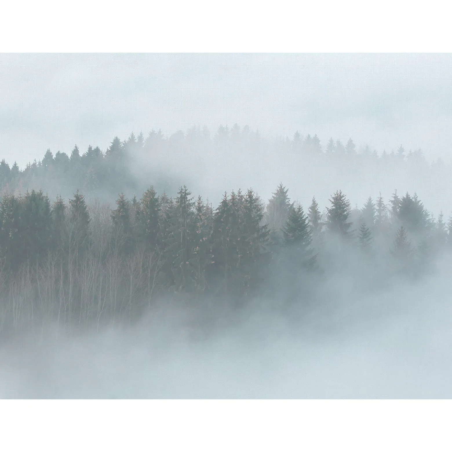 Fototapete Vlies Bäume Wald Nebel grau grün Designwalls