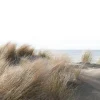 Fototapete Vlies Düne Gräser Meer braun grün blau 47219