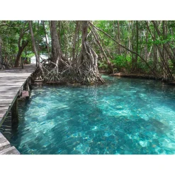 Fototapete Vlies Dschungel Steg Wasser blau braun grün
