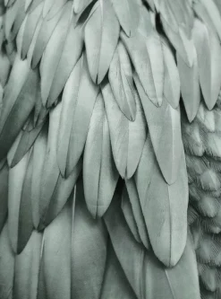 Fototapete Vlies Federn Natur grün grau