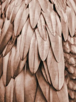 Fototapete Vlies Federn Natur braun beige