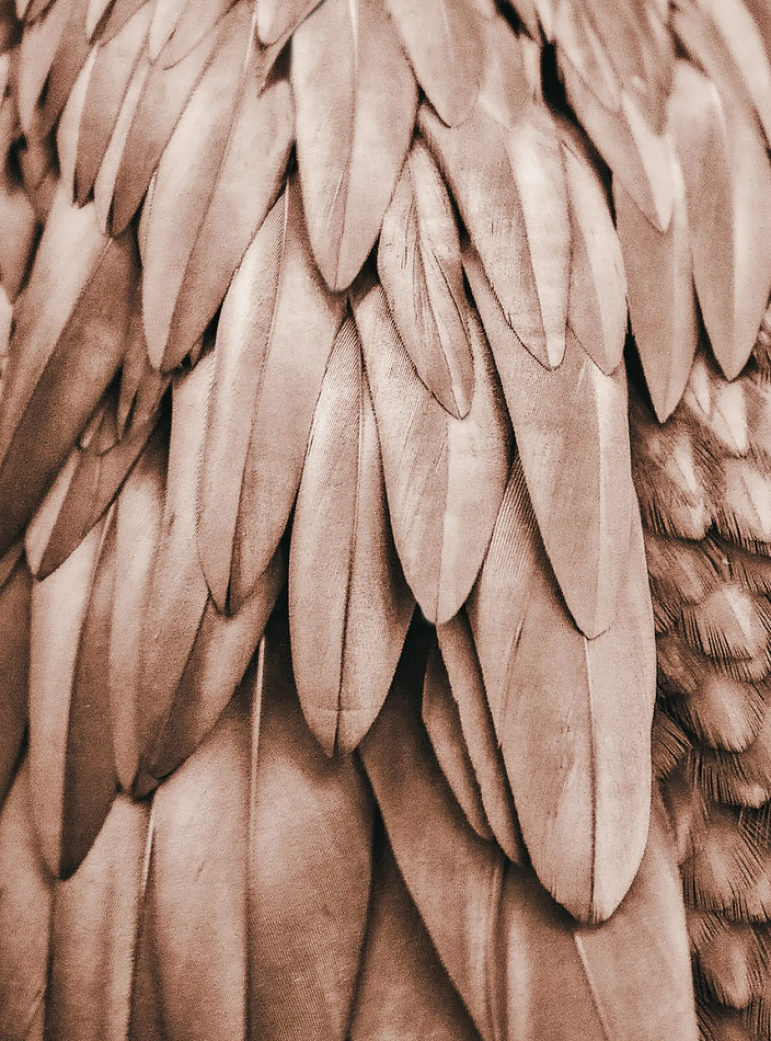 Fototapete Vlies Federn Natur braun beige