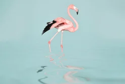 Fototapete Vlies Flamingo Wasser blau rosa