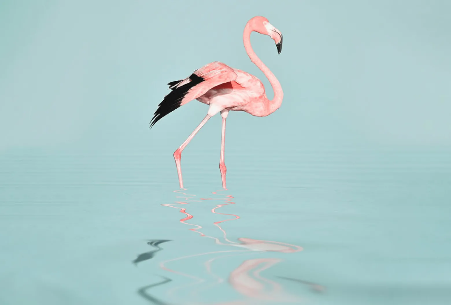 Fototapete Vlies Flamingo Wasser blau rosa