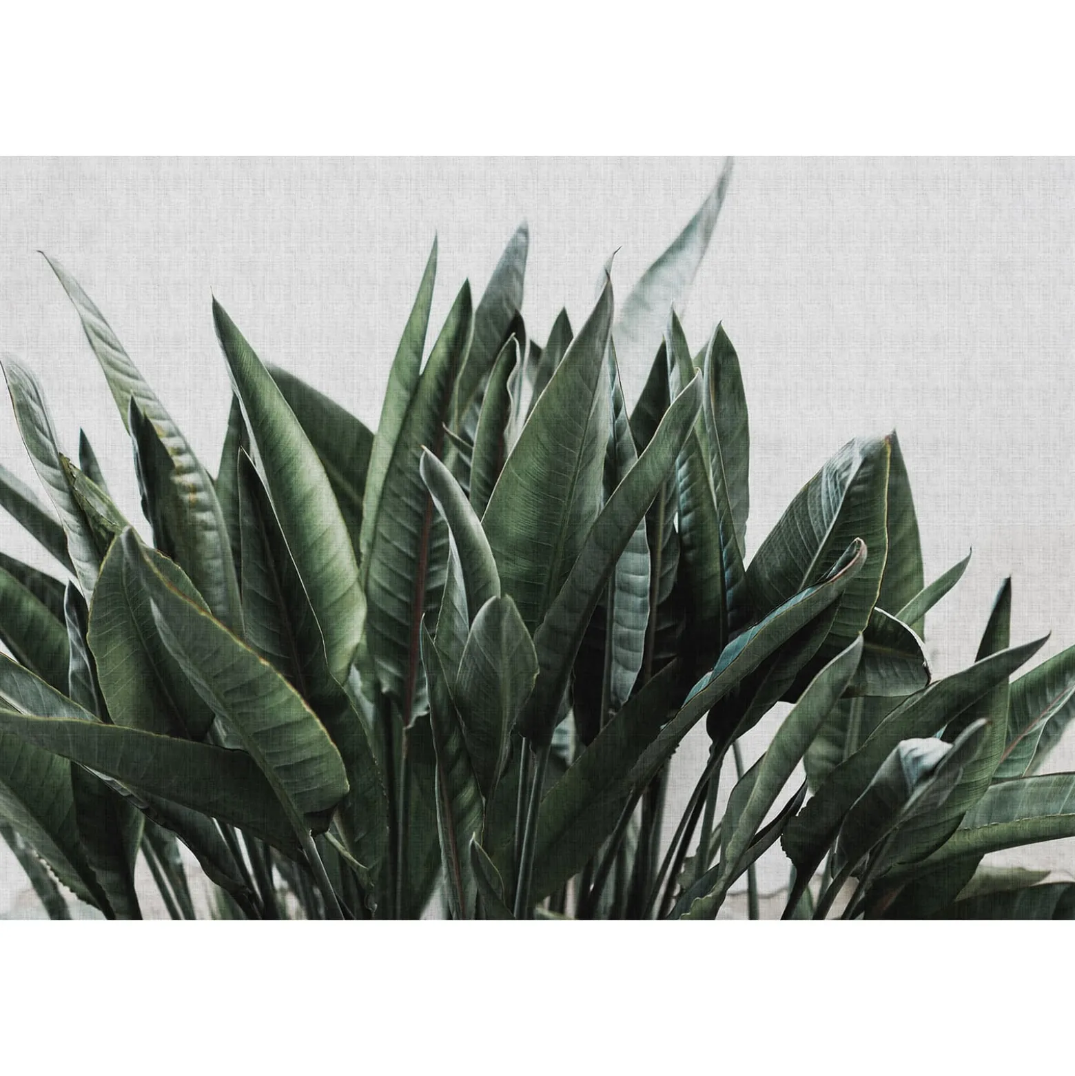 Fototapete Vlies Floral Blätter grün grau Premium