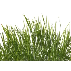 Fototapete Vlies Gras Rasen Floral grün weiß