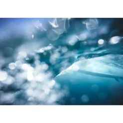 Fototapete Vlies Meer Wasser Wal blau türkis