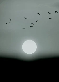 Fototapete Vlies Mond Vögel Winter grau weiß