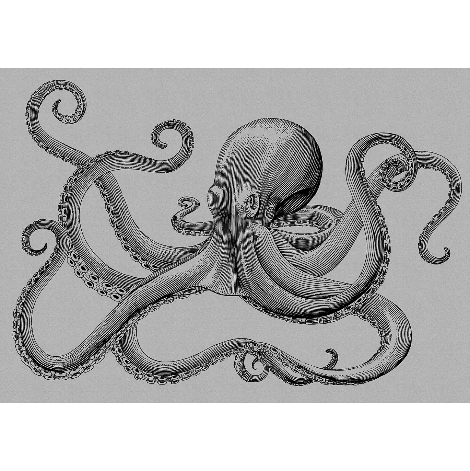 Fototapete Vlies Oktopus Tintenfisch grau Premium