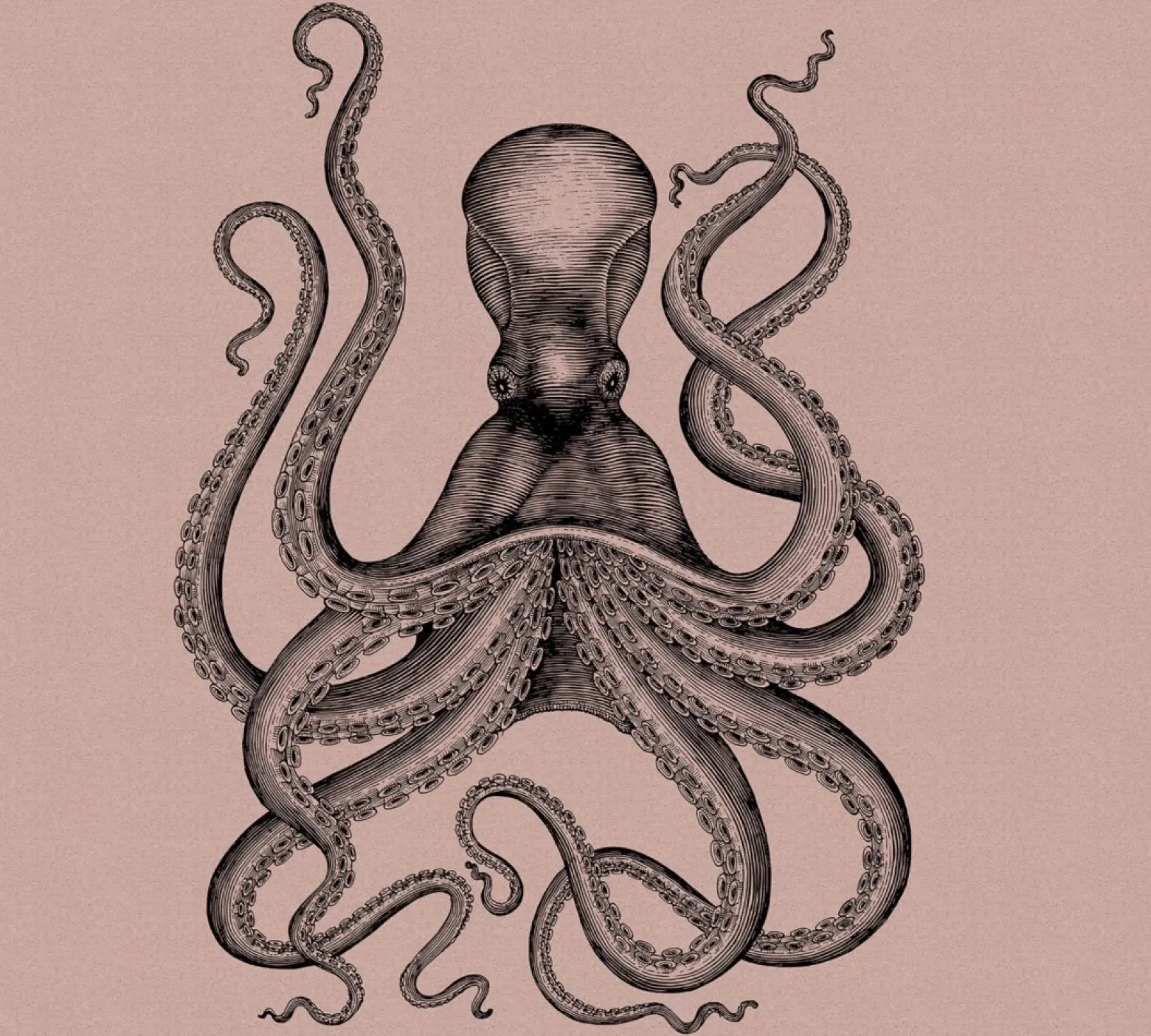 Fototapete Vlies Oktopus Tintenfisch rosa Premium