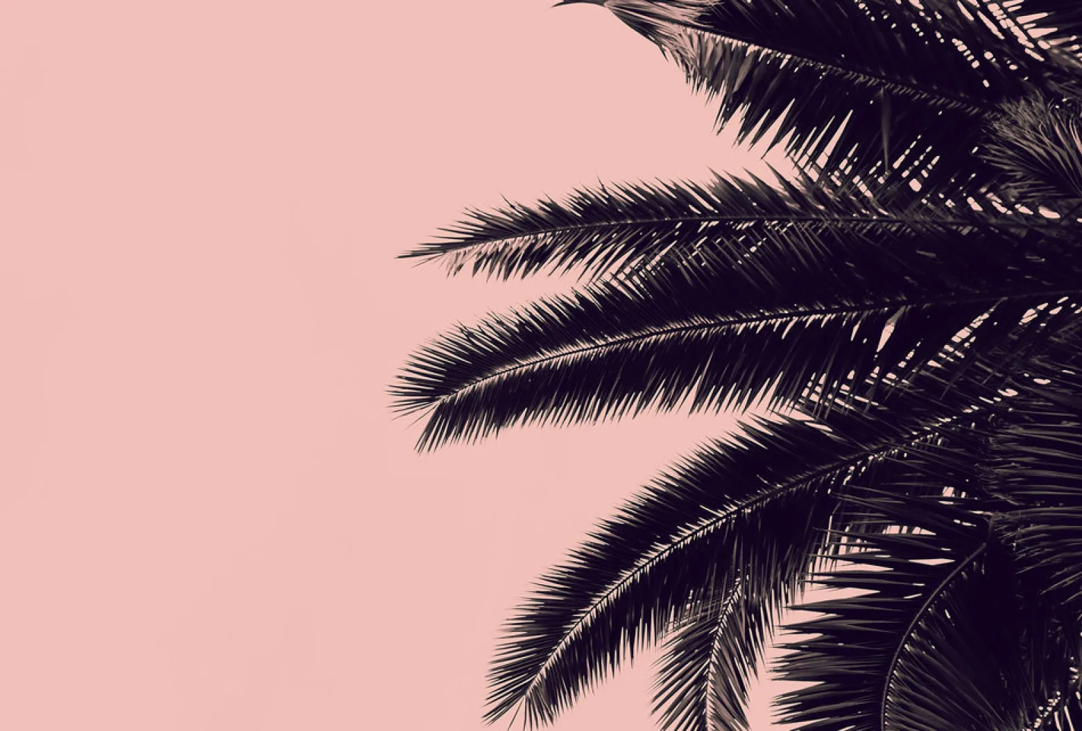 Fototapete Vlies Palme Natur rosa schwarz
