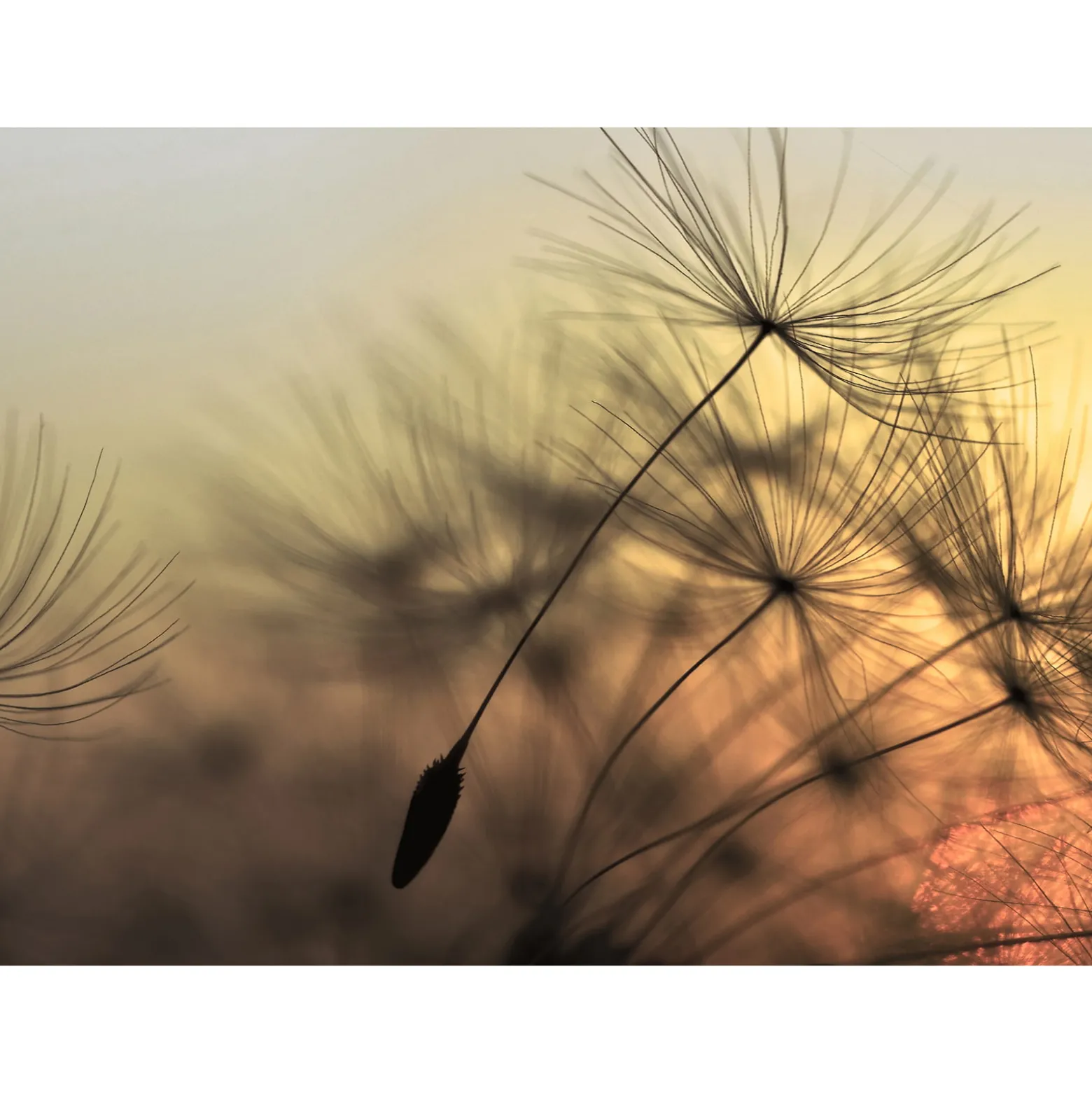 Fototapete Vlies Pusteblume Löwenzahn grau rosa schwarz