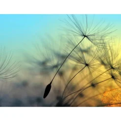 Fototapete Vlies Pusteblume Löwenzahn blau gelb schwarz