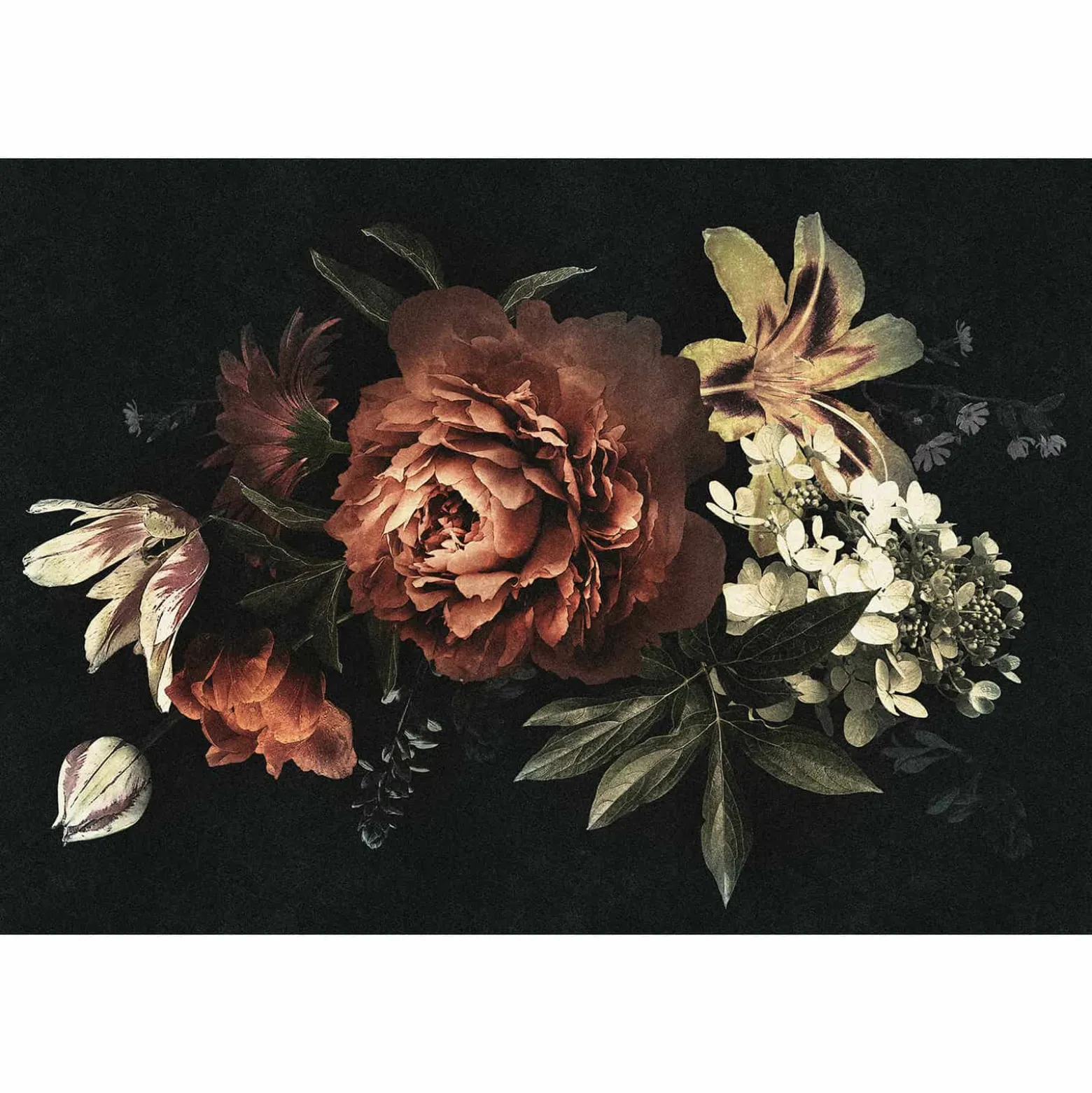Fototapete Vlies Rose Blume rot schwarz Premium