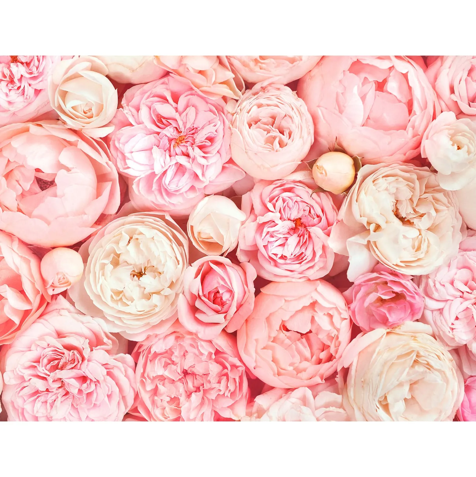 Fototapete Vlies Rosen Floral rosa creme Designwalls