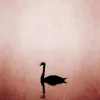 Fototapete Vlies Schwan See Natur rosa schwarz