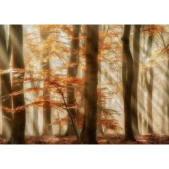 Fototapete Vlies Sonnenstrahlen Wald braun