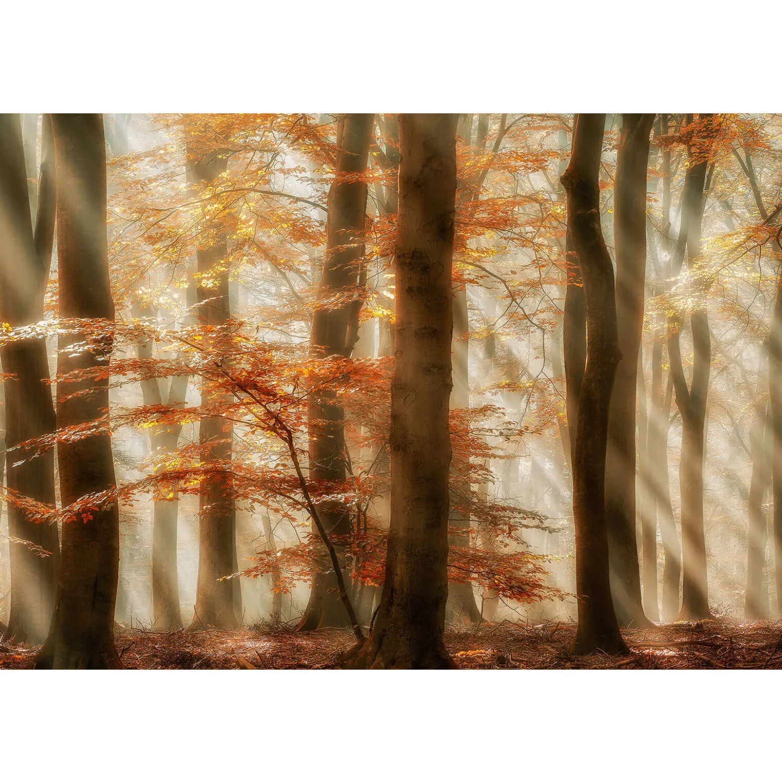 Fototapete Vlies Sonnenstrahlen Wald braun