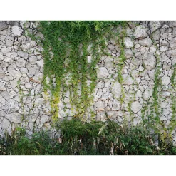 Fototapete Vlies Stein Mauer Pflanzen grau grün