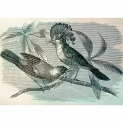 Fototapete Vlies Vögel Tropisch creme schwarz Premium