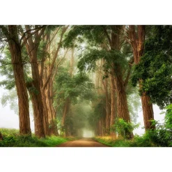 Fototapete Vlies Wald Allee Bäume grün braun