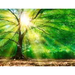 Fototapete Vlies Wald Baum Licht Sonne grün gelb braun