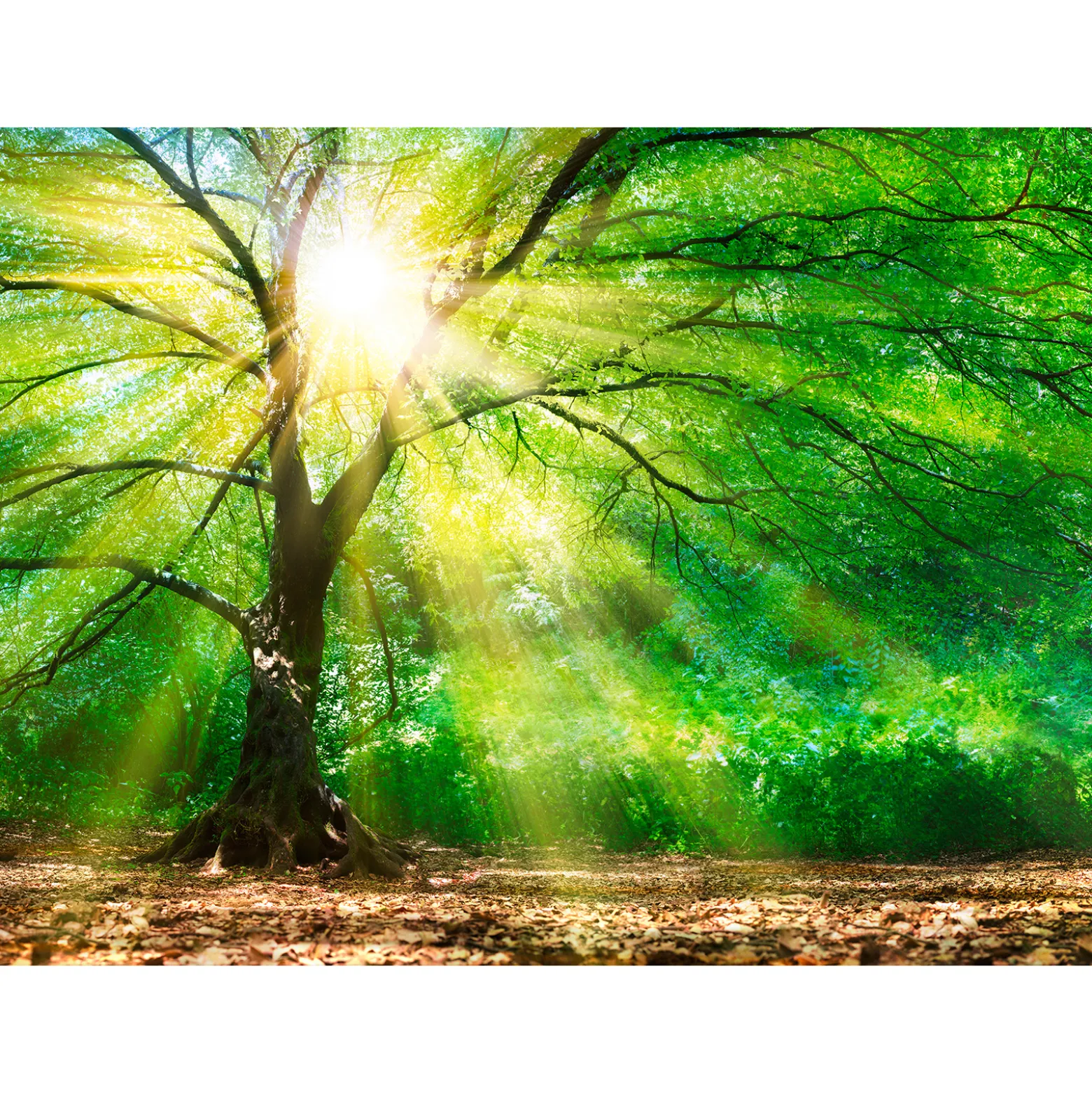 Fototapete Vlies Wald Baum Licht Sonne grün gelb braun