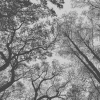 Fototapete Vlies Wald Bäume Floral grau schwarz 38240-1