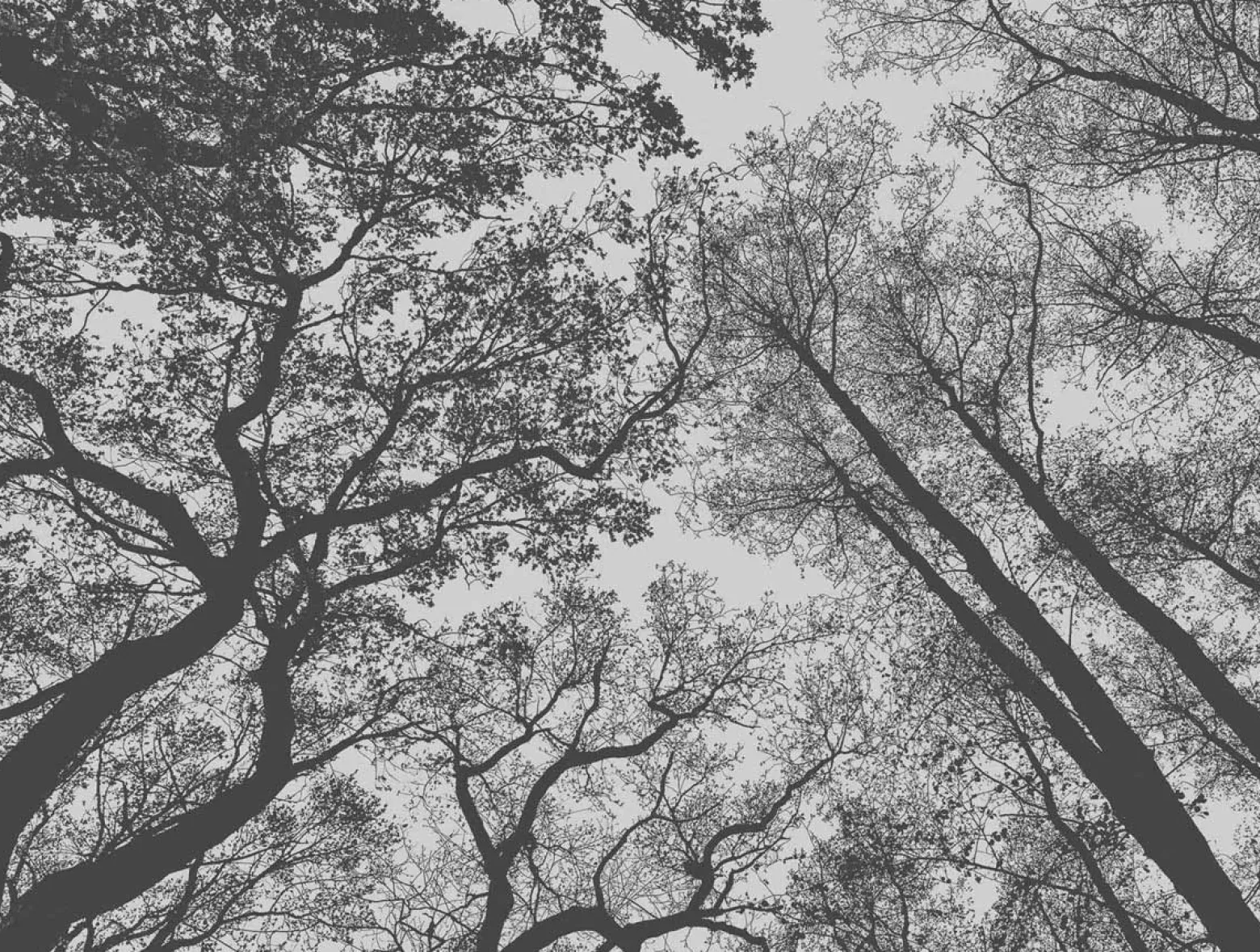 Fototapete Vlies Wald Bäume Floral grau schwarz 38240-1