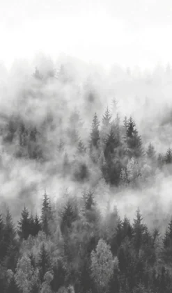 Fototapete Vlies Wald Bäume Nebel grau weiß 47268