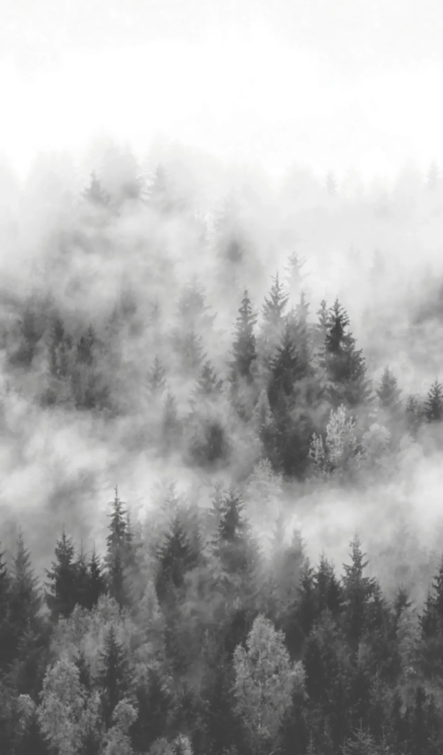 Fototapete Vlies Wald Bäume Nebel grau weiß 47268